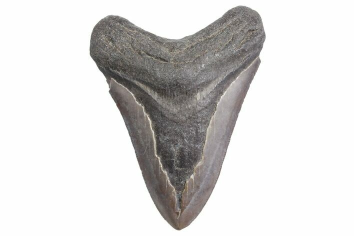 Bargain, Fossil Megalodon Tooth - South Carolina #358996